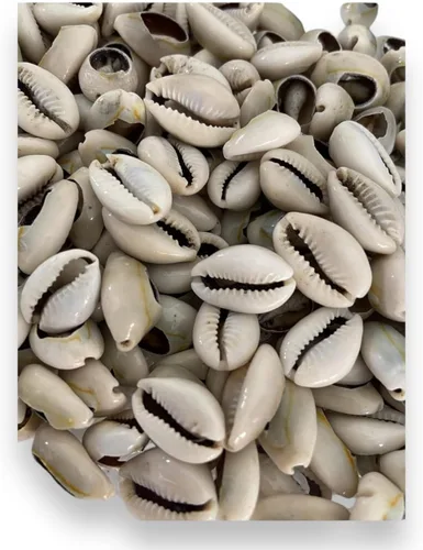 Vista 2 de 21 Conchas Orula Cowrie abiertas, Caracoles Abiertos – Herramienta de adivinación para prácticas de Santería y Yoruba