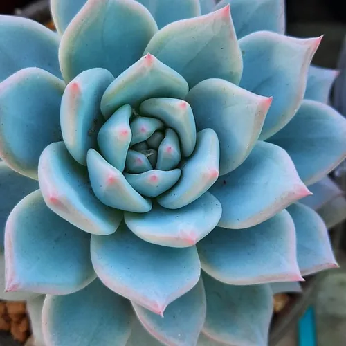 Vista 12 de Echeveria Suculents - Plantas vivas para cultivar, suculentas de Echeveria vivas, plantas de Echeveria vivas, suculentas de Echeveria vivas, maceta