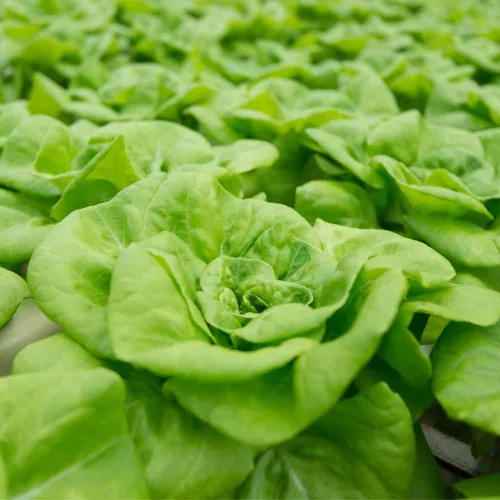 Vista 3 de Semillas de Lechuga (Buttercrunch) (2300 Semillas)