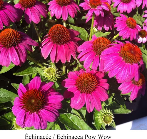 Vista 3 de Park Seed PowWow - Semillas de equinácea de bayas silvestres, semillas de equinácea, equinácea rosa, semillas de flores PowWow - Wild Berry Pink