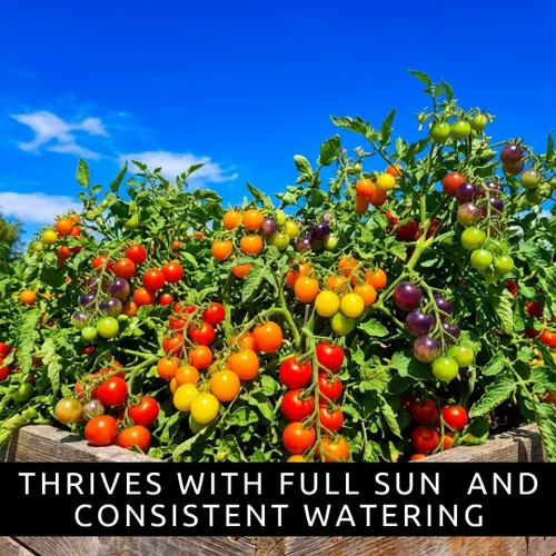 Vista 3 de Semillas de tomate cereza arcoíris para plantar, más de 100 semillas de reliquia, tomates pequeños multicolores, plantas aptas para contenedores