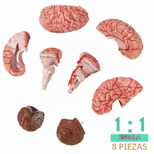 Vista 7 de Evotech - Modelo de cerebro humano con arterias, 9 partes de anatomía de tamaño real, modelo de cerebro en una base, muestra horizontal liso a Rojo