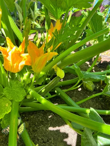 Vista 4 de Plant Good Seed Semillas de calabacín orgánicas Black Beauty, paquete de 20, semillas tradicionales para plantar verduras, suministros