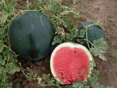 Vista 2 de Más de 30 sandías negras de belleza - Semillas de frutas.