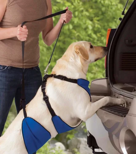 Vista 2 de Guardian Gear - Arnés de nailon para perro 4 en 1, tamaño pequeño, color azul