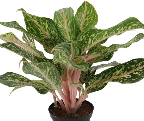 Vista 3 de American Plant Exchange Aglaonema Sparkling Sarah - Maceta de 6 pulgadas - Planta de hoja perenne china purificadora de aire vivo, follaje