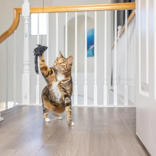 Vista 4 de SPOT A-Door-Able - Juguete interactivo para gatos con sonajero colgante y hierba gatera, entretiene a los gatos durante horas, disfruta