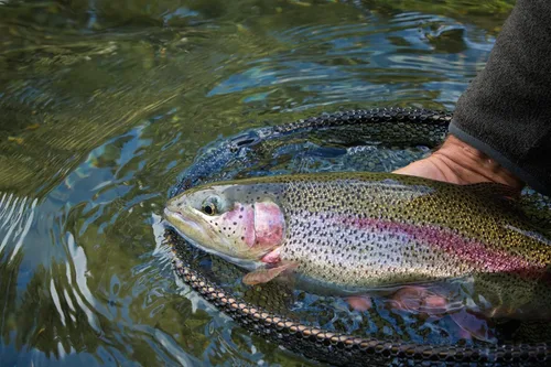 Vista 3 de The Fly Fishing Place Yellow Humpy Classic - Moscas de pesca con mosca seca - Juego de 6 moscas tamaño 10