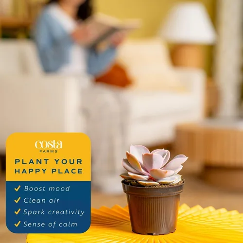 Vista 5 de Plantas vivas HAWORTHIA de Costa Farms, Echeveria Easy live succulents that thrive on neglect. Ideal housewarming or birthday gift. 3-pack.