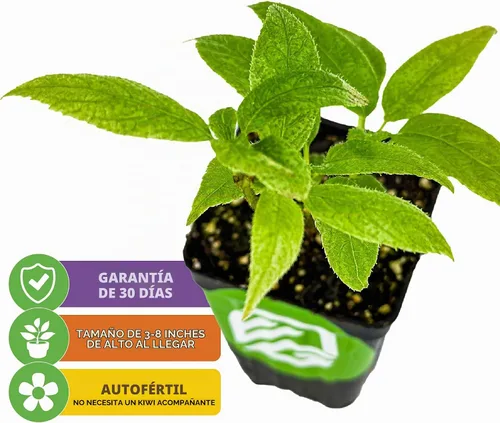 Vista 2 de Wellspring Gardens - Planta viva Issai Kiwi Vine (paquete de 1)