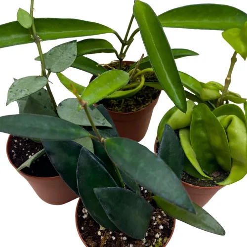 Vista 5 de BubbleBlooms Hoya Surtido variado de 2 pulgadas, juego de 4 Grower's Choice Live Potted Premium Collection