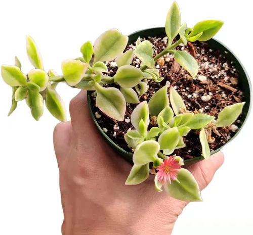 Vista 2 de Plantas de cactus suculentas vivas de USKC (maceta de 4 pulgadas) (Aptenia Cordifolia Variegata)