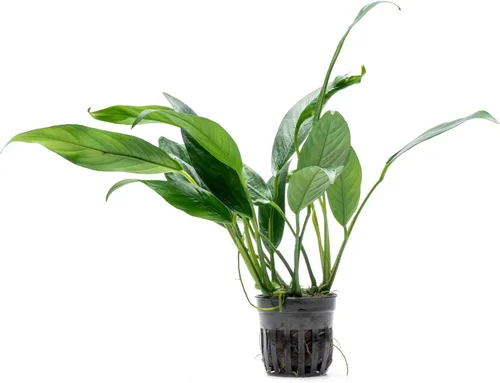 Vista 45 de SubstrateSource Plantas vivas – Anubias Hastifolia (Anubias hastifolia) – Luz baja a moderada, hojas en forma de flecha de color verde medio a