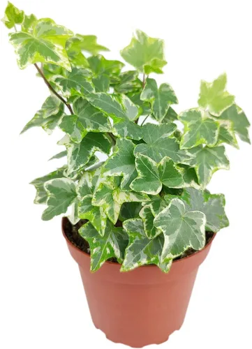 Vista 16 de Planta de goma burdeos (maceta de cultivo de 4 pulgadas) - Planta de interior saludable - Planta de interior de fácil cuidado