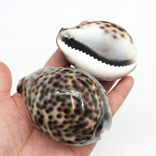 Vista 2 de PEPPERLONELY 5 conchas marinas de tigre cowrie pulidas, 2-1/2 pulgadas ~ 3-1/4 pulgadas