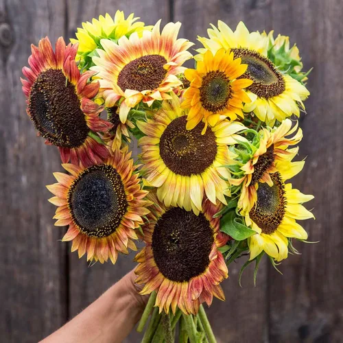Vista 53 de Eden Brothers Semillas de girasol - Autumn Beauty