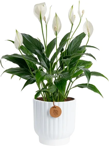 Vista 18 de Costa Farms - Lirio de paz Spathiphyllum, planta viva