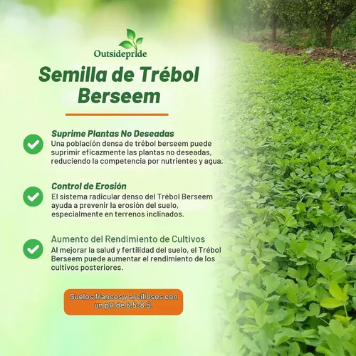 Vista 4 de Outsidepride - Semilla de trébol berseem para parcelas de alimentos, forraje de ganado y cultivos de cobertura, 10 lb