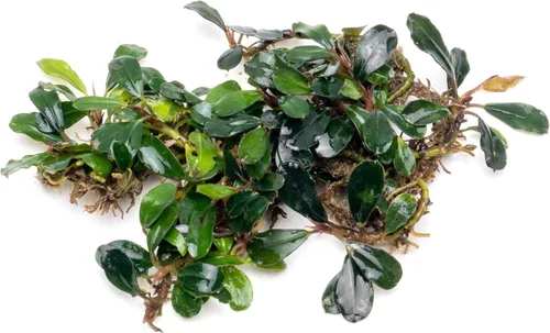 Vista 7 de SubstrateSource Bucephalandra Brownie Phantom - Planta de acuario viva – Decoración natural de pecera de agua dulce, decoración acuática