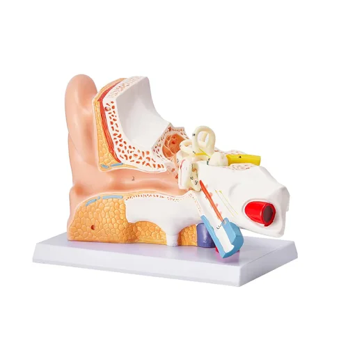 Vista 10 de VEVOR Modelo de anatomía de oído humano, modelo de oreja humana ampliada 5 veces, modelo de oreja anatómica de plástico PVC para educación, anatomía