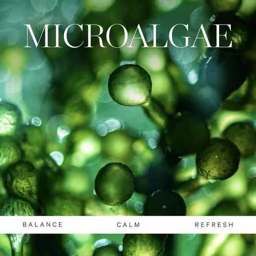 Vista 4 de KORA Organics Active Algae - Hidratante ligero, crema facial hidratante, hidratante facial calmante para hombres y mujeres, certificado orgánico