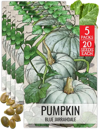 Vista 16 de Seed Needs Semillas de calabaza para plantar calabazas pequeñas de tarta de azúcar, semillas de verduras sin OMG y sin tratar para plantar un huerto