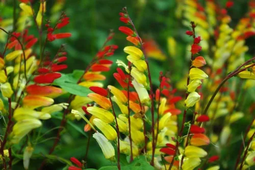 Vista 3 de Semillas Firecracker Vine - Mina Lobata Quamoclit - Flores anuales para plantar - Sin OMG