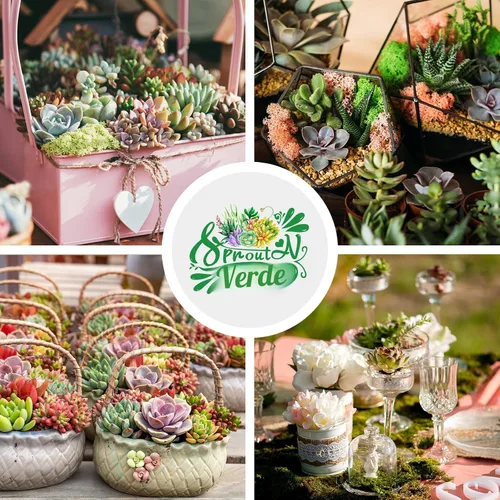 Vista 3 de Sprout N Green Plantas suculentas vivas, paquete de 5 suculentas surtidas en maceta de 2 pulgadas con mezcla de tierra, plantas pequeñas raras