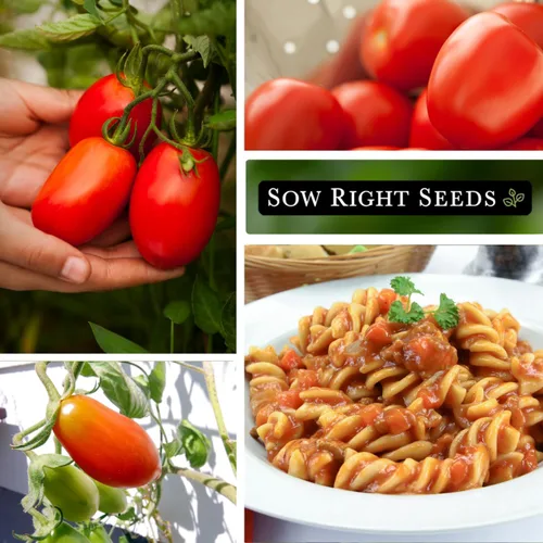 Vista 4 de Sow Right Seeds - Semillas de tomate Amish Paste para plantar - Herencia sin OMG para jardín exterior/interior - Tomates de alto rendimiento - Ideal