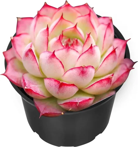 Vista 7 de Sprout N Green Echeveria 'Ball of Fat', planta suculenta viva rara totalmente enraizada en maceta de 2 pulgadas con tierra, oficina en casa