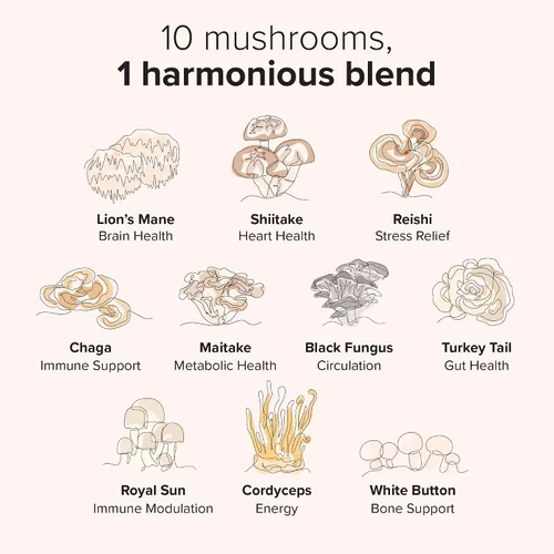 Vista 4 de Gomitas de hongos Harmony Blend Suplemento diario de hongos para adultos Complejo de hongos 10 en 1: melena de león, reishi, cordyceps, chaga y más