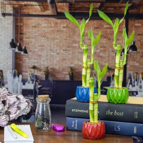 Vista 4 de Live Lucky Bamboo - Arreglo de 2 tallos en maceta redonda de cerámica roja, planta de bambú de la suerte para interiores en maceta de 4 y 6 pulgadas