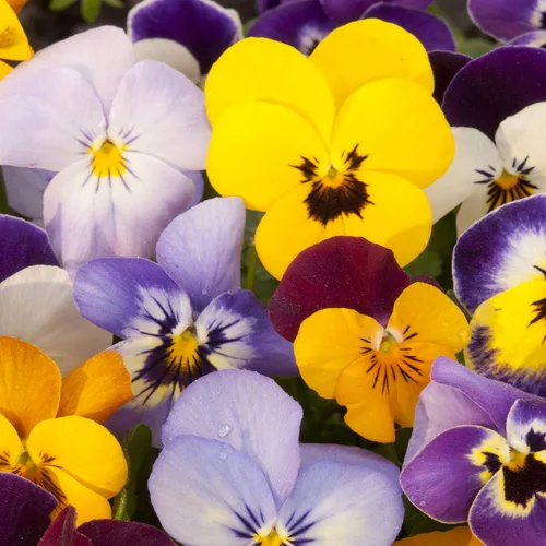 Vista 7 de Outsidepride Velvet Mix Viola - Semillas de pensamiento para plantar, 1000 unidades. Flores bienales, resistentes al frío y aptas para polinizadores