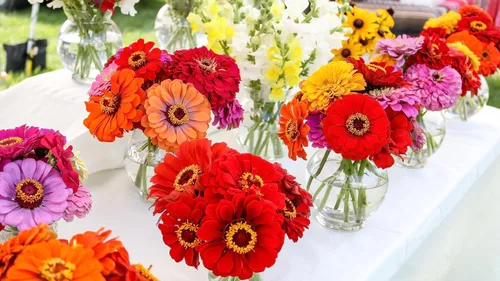 Vista 6 de 250 semillas de zinnia de California Giants para plantar, semillas de flores de primera calidad cultivadas en Estados Unidos sin OMG cultivadas