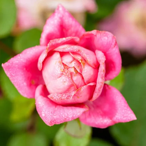Vista 3 de Doble Rosa Ko 1 Galón