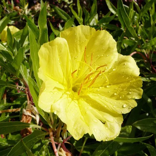 Vista 3 de 200 semillas de onagra común enana cubierta de suelo y césped, hermosa flor para maceta, jardín