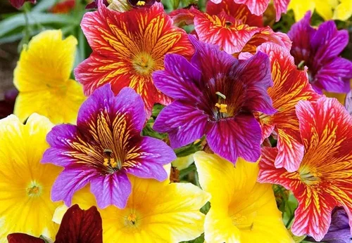 Vista 2 de Semillas Salpiglossis Seed Mix 800+ Semillas para Plantar Lengua Pintada Terciopelo Trompeta Flor Anual Flor