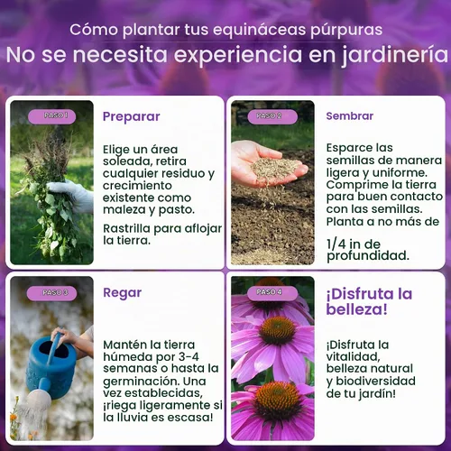 Vista 4 de Semillas de equinácea púrpura para plantar, Echinacea purpurea, 3,800