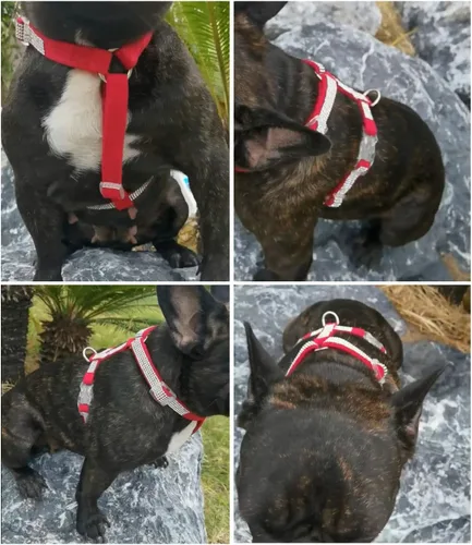 Vista 5 de HDKUW Arnés de diamantes de imitación brillantes para perro, arnés con hebilla ajustable sin tirones con anillo en D para perros pequeños y medianos