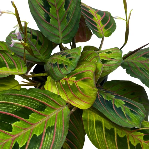 Vista 6 de BubbleBlooms Planta de oración veteada roja Maranta leuconeura en maceta de 4 pulgadas