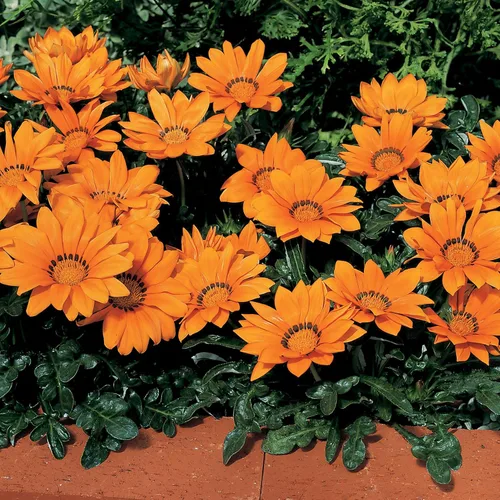 Vista 7 de Outsidepride Kiss Orange Gazania Semillas para plantar – 25 piezas de semillas perennes, de bajo mantenimiento, tolerantes a la sequía para flores
