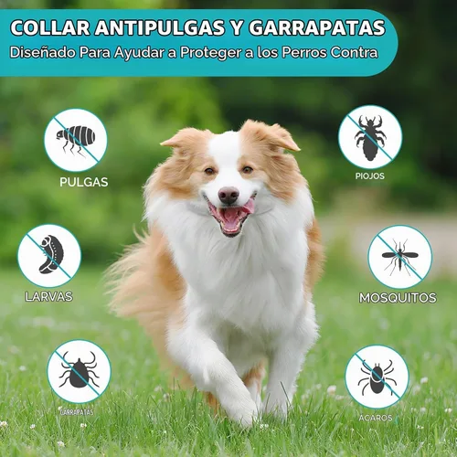 Vista 2 de Prevención de pulgas y garrapatas para perros, paquete de 4 collares