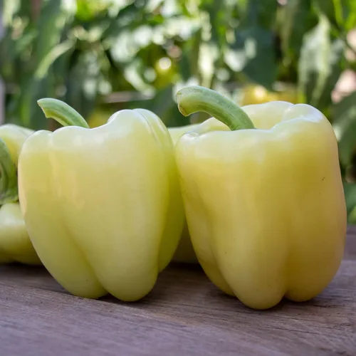 Vista 10 de Eden Brothers Semillas de Pimiento Dulce - Pimentón Alma