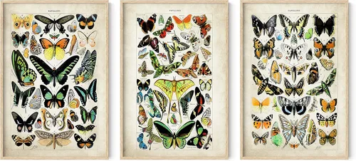 Vista 18 de HAUS AND HUES Juego de 3 pósteres vintage de mariposa, arte de pared, impresiones botánicas para estética de habitación, imágenes