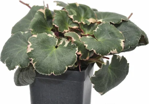 Vista 4 de Saxifraga stolonifera 'Variegata', Begonia de fresa abigarrada, geranio de fresa abigarrada, planta de interior, Fácil de propagar