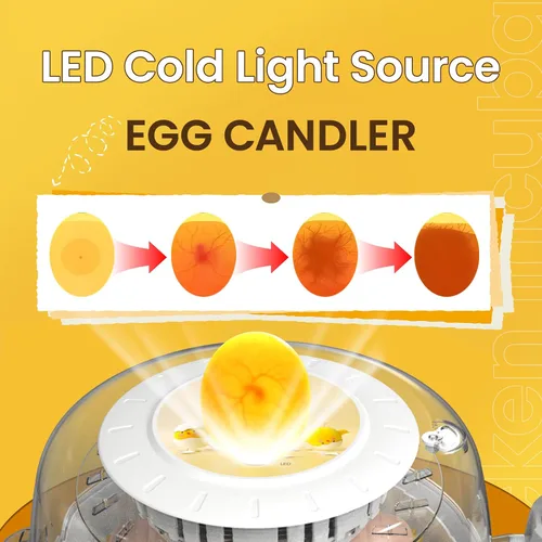 Vista 4 de 18 incubadoras de huevos para incubar huevos, volteador automático de huevos y probador de velas de huevos, vista de 360 grados, incubadora