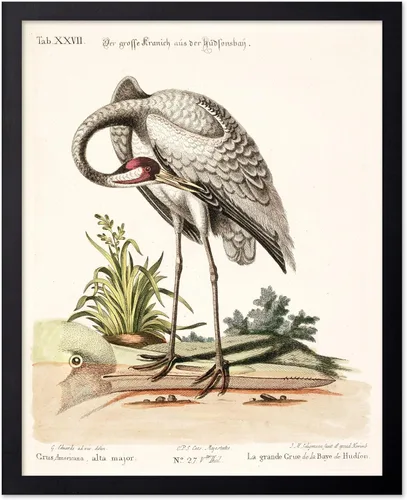 Vista 85 de Poster Master Póster vintage de James Audubon – Impresión retro de amargo americano – Arte de aves de América – Regalo para hombres, mujeres