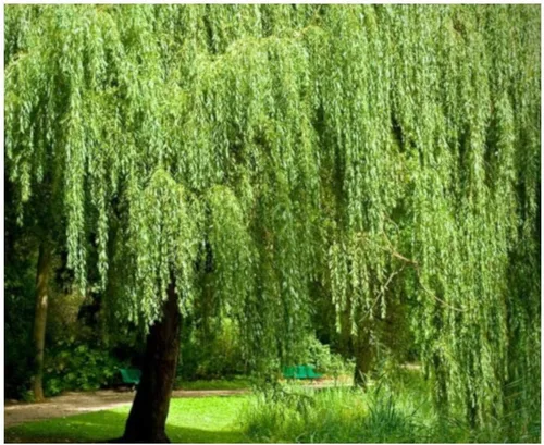 Vista 2 de Brighter Blooms - Árbol de sauce llorón, 3-4 pies - No hay envío a AZ