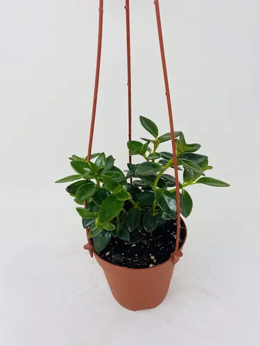 Vista 2 de Jmbamboo-Goldfish Plant - Cesta colgante de 4 pulgadas - Florece constantemente!