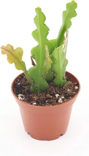 Vista 3 de Fishbone Cactus (combo de tres plantas) - Maceta de cultivo de 2.5 pulgadas California Tropicals